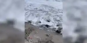 [Vidéo] Des sangliers recrachés par la mer sur une plage de Sardaigne