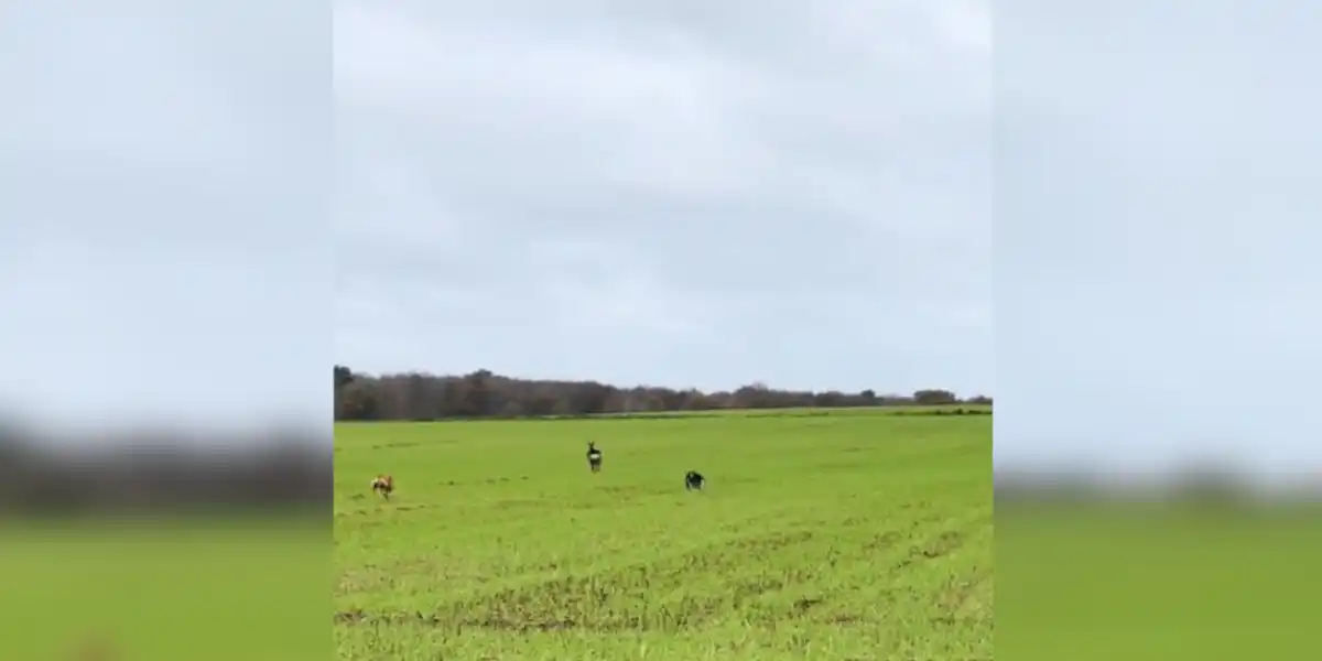 [Vidéo] L’importance de tenir son chien en laisse quand il n’a pas de rappel