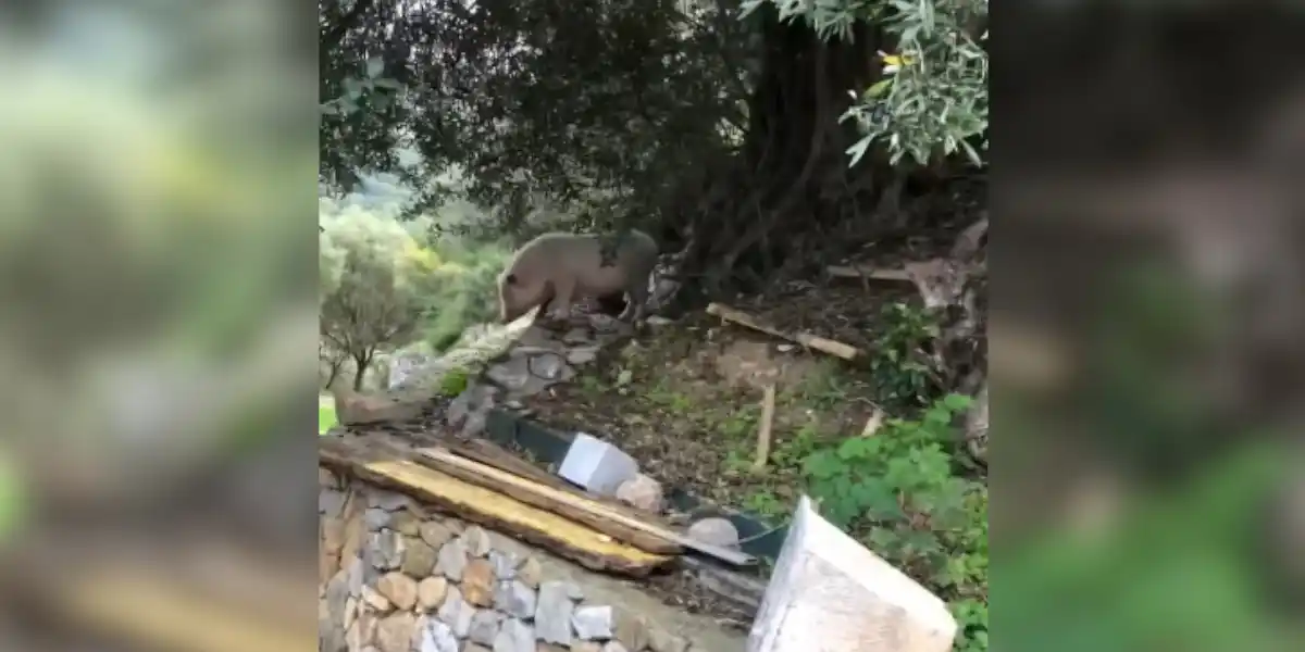 [Vidéo] Un « sanglier blanc » aperçu dans le Var par un automobiliste