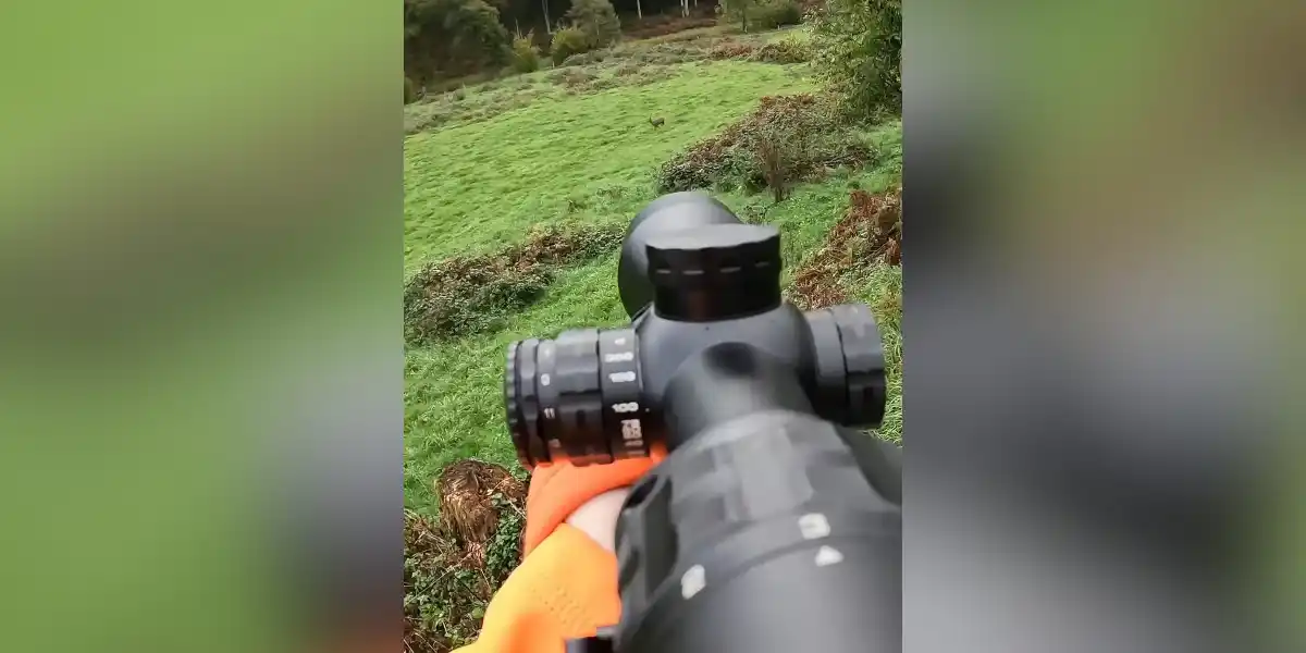 [Vidéo] Prélèvement d’un beau brocard dans la plaine