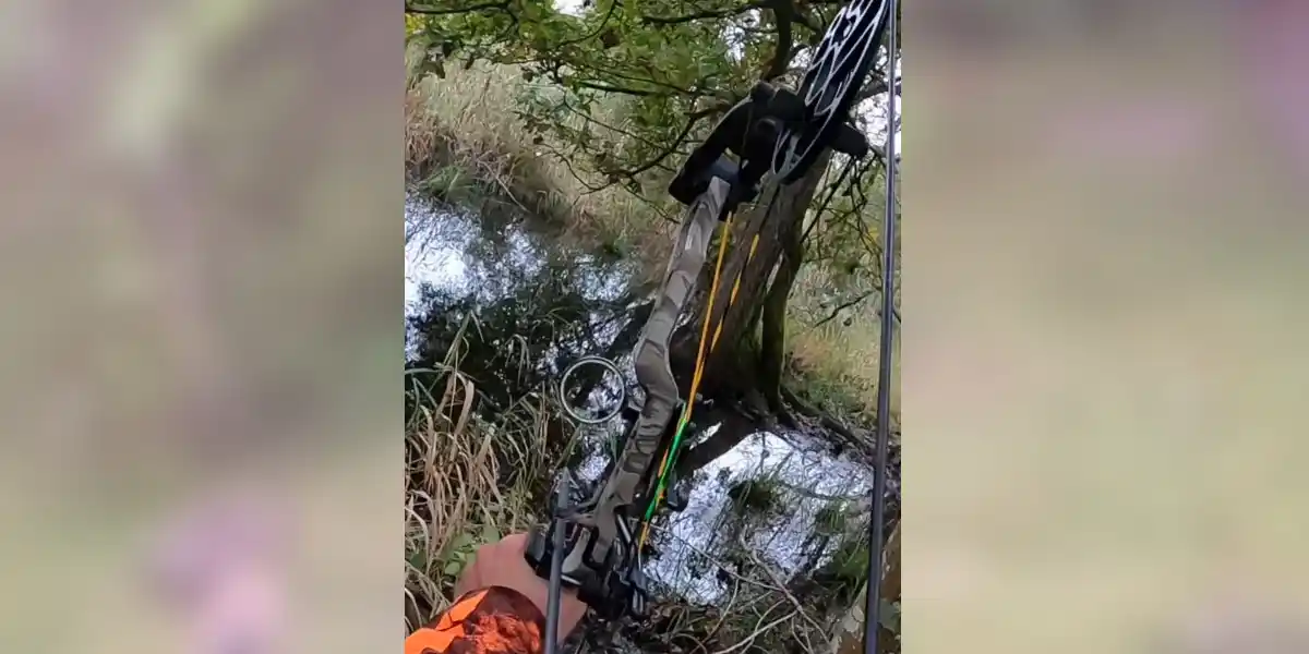 tir d'un sanglier à l'arc dans le marais