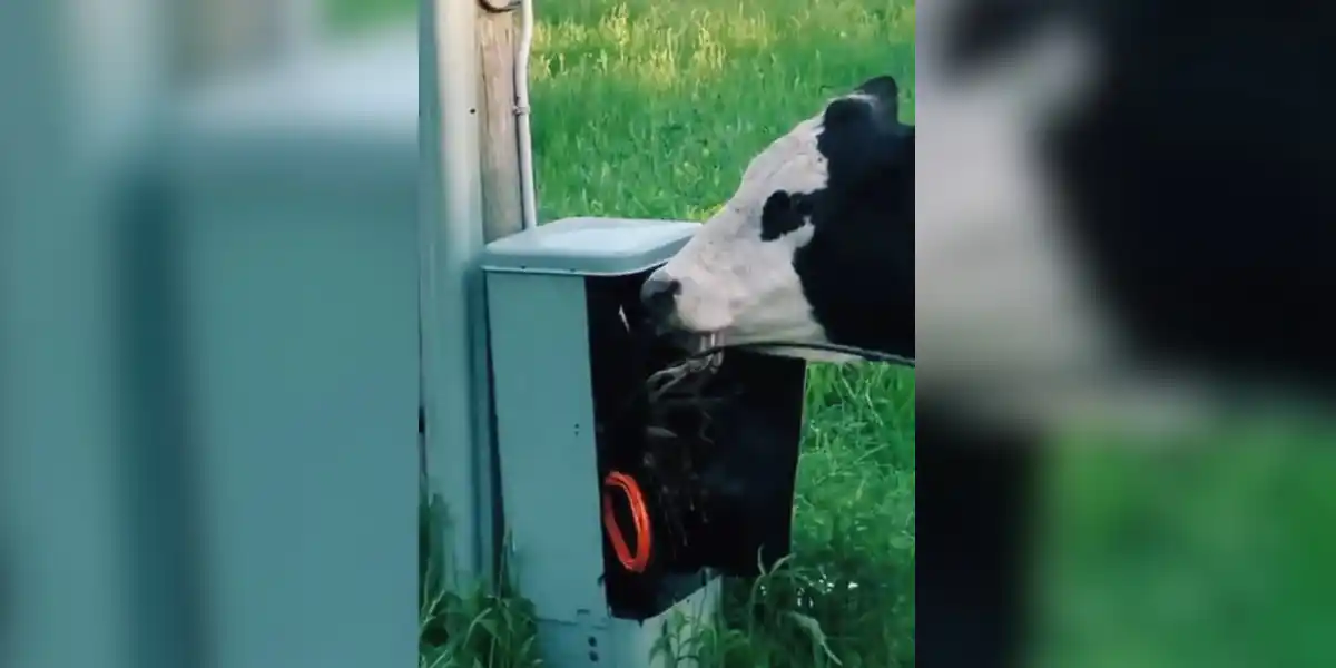 [Vidéo] Une vache qui veut un peu trop se connecter