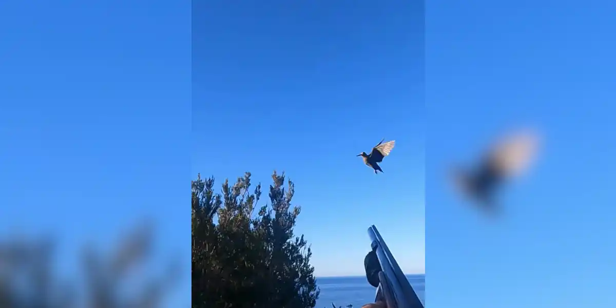 [Vidéo] Chasse à la bécasse dans un superbe paysage Corse en bord de mer