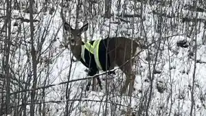 cerf avec un gilet fluo