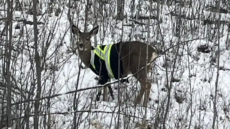 cerf avec un gilet fluo