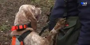 championnat d'europe de chasse à la bécasse