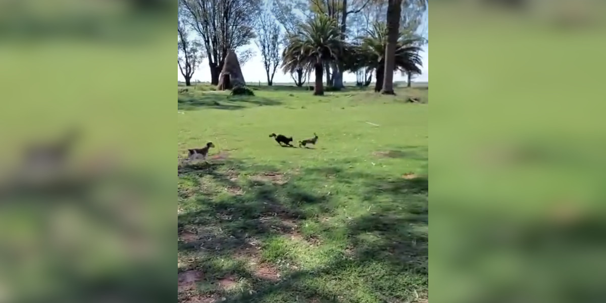 [Vidéo] L’attaque fulgurante d’un chat surprend un lièvre qui va le payer cher