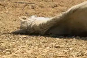 Le loup suspect numéro un dans l’attaque d’un cheval dans les Ardennes