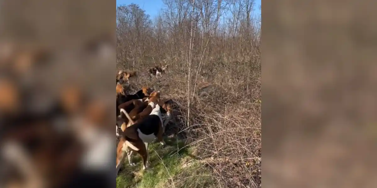 [Vidéo] Un sanglier tient en respect toute une meute lors d’un ferme