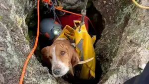 chiens coincé dans le trou du Romarin