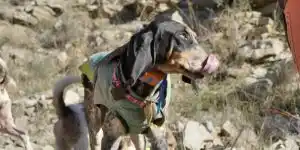 chiens courants dans les garrigues