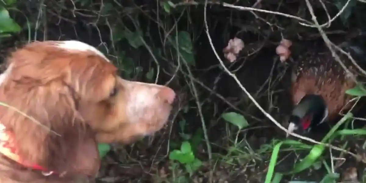 [Vidéo] Un faisan refuse d’interrompre son repas devant un chien de chasse