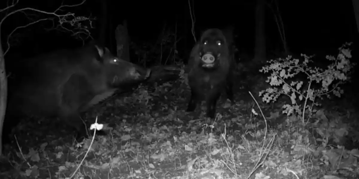 [Vidéo] Deux sangliers se jaugent et rivalisent juste devant un piège photo