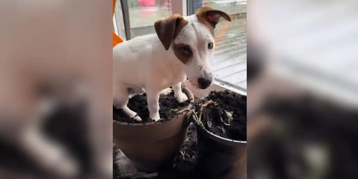 jack russel dans un pot de fleur