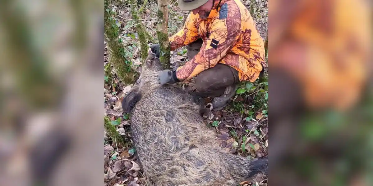 [Vidéo] Tir d’un gros keiler au saut de la ligne dans la Meuse