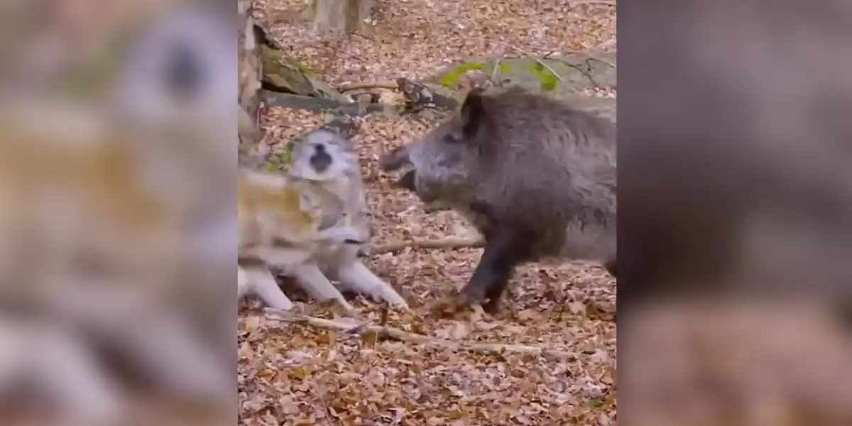 [Vidéo] Le sanglier : une proie pas si facile pour le loup