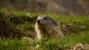 Marmotte des alpes