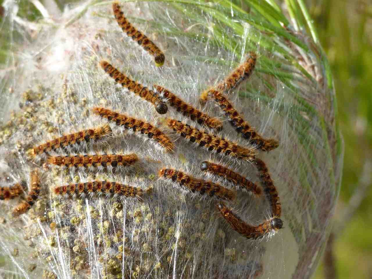 nid de chenilles processionnaires