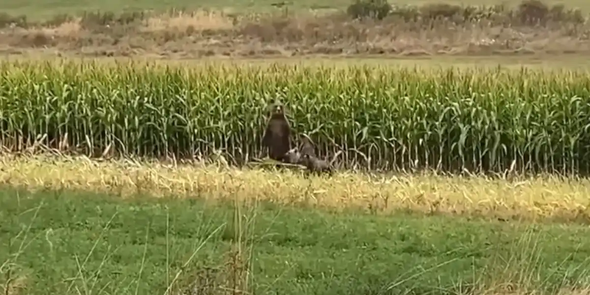 ours quittent un maïs