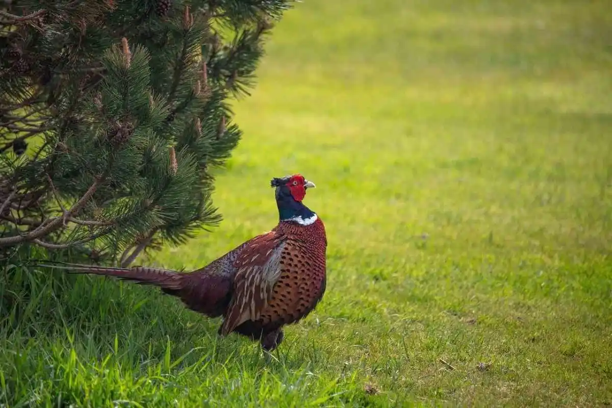 Danger sur le petit gibier : les chasseurs mobilisés en Haute-Vienne