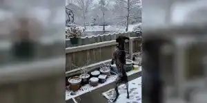 [Vidéo] Ton chien de chasse quand ça pose chez le voisin