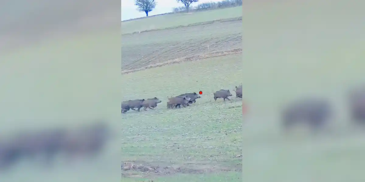 [Vidéo] Un quadruplé de sangliers en deux balles