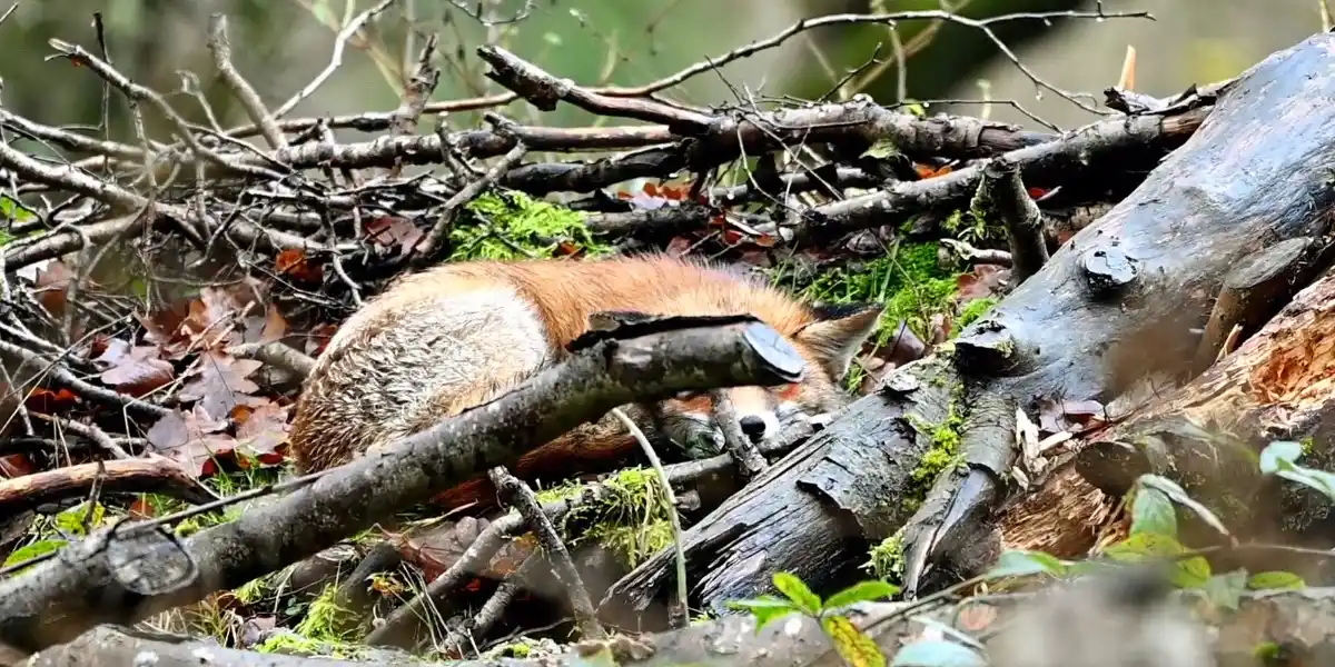 [Vidéo] Un renard surpris en pleine sieste sur un tas de branche