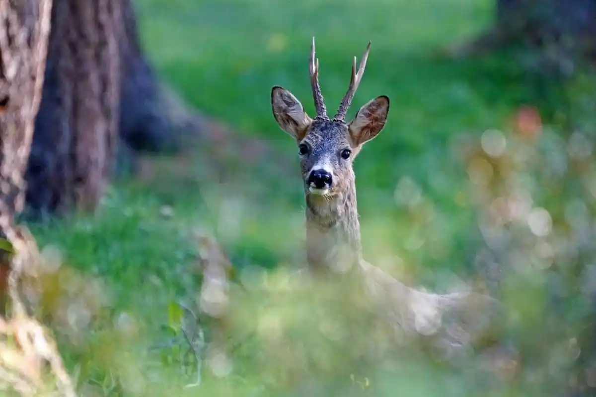 Des Fédérations de chasse débloquent des fonds pour enquêter sur le chevreuil