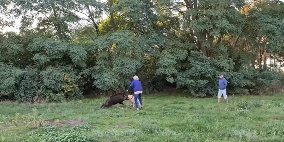 sanglier charge un chien