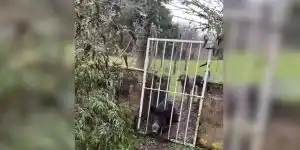 sanglier coincé dans une barrière