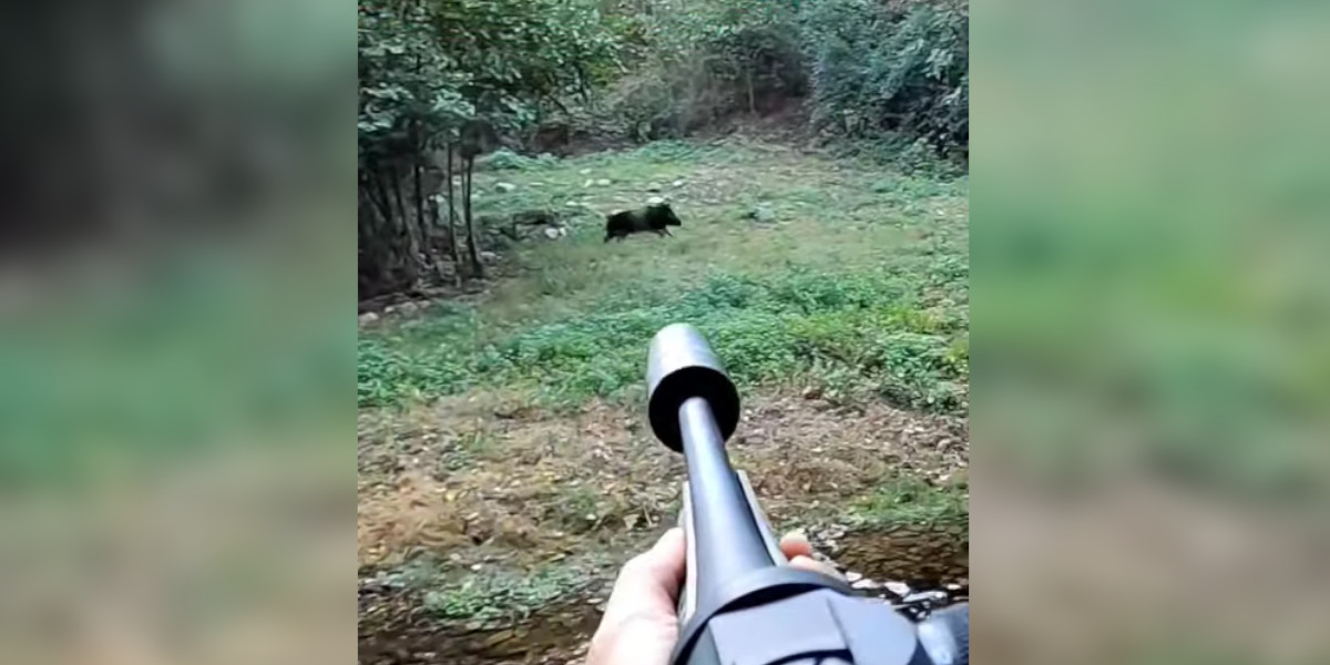 sanglier croisé en Corse