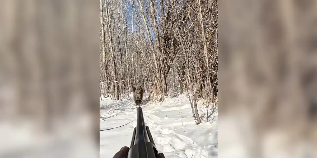 [Vidéo] Face à face avec un gros sanglier dans la neige