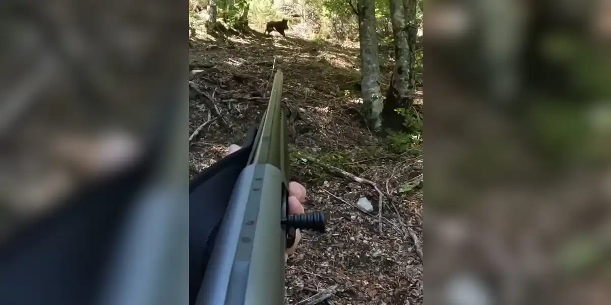 [Vidéo] Un sanglier tombe dans les pieds d’un posté en pleine chasse