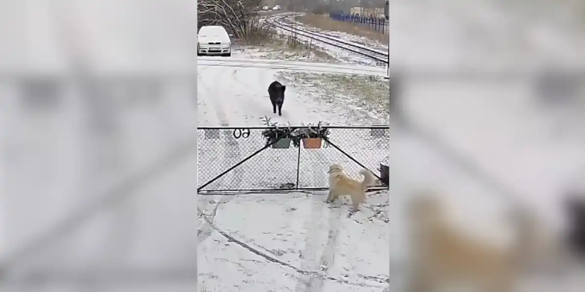 sanglier défonce un portail pour attaquer un chien