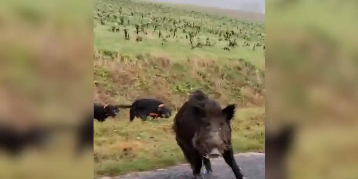 [Vidéo] Un sanglier poursuivi par des chiens charge dans une voiture