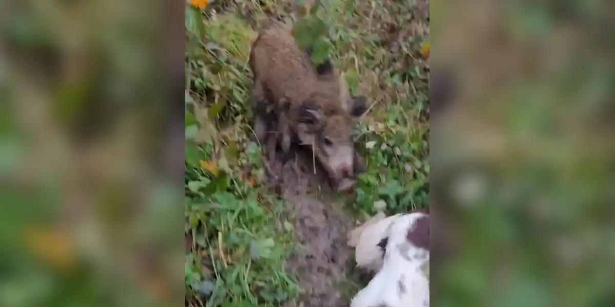 [Vidéo] Un chien se fait poursuivre par un sanglier à travers les ronces