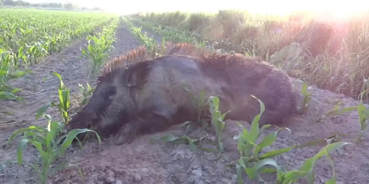 [Vidéo] Un sanglier prélevé alors qu’il détruit des cultures