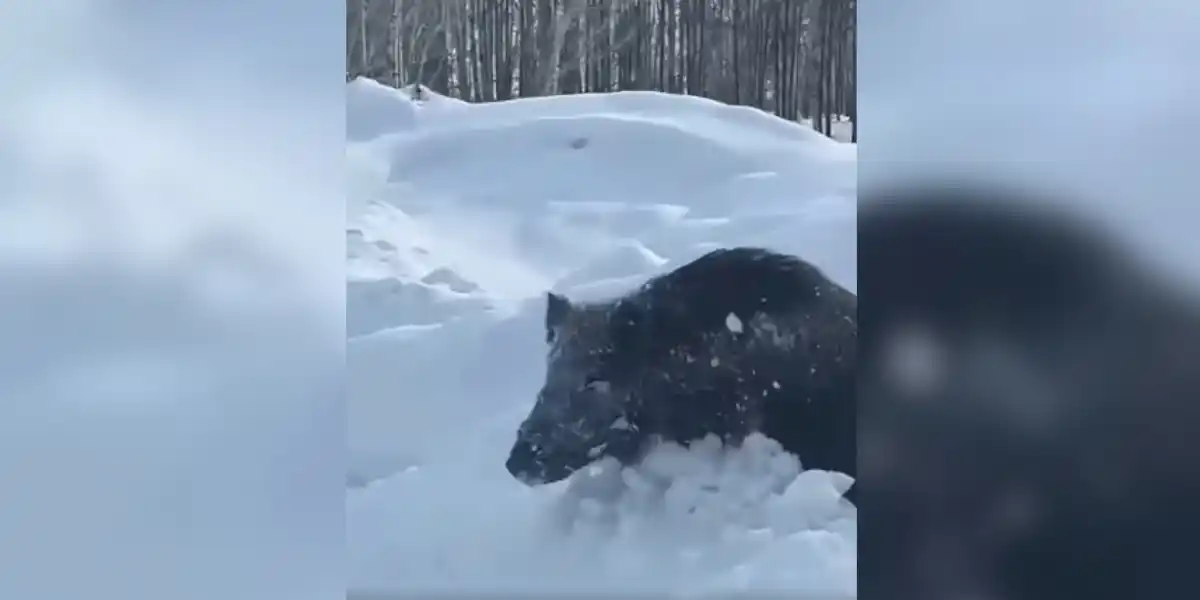 [Vidéo] Un énorme sanglier au pas de course devant une voiture sur une route enneigée