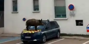 sanglier sur une voiture de gendarmerie