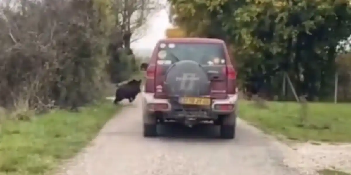 [Vidéo] Un sanglier traverse une rue et percute de plein fouet un 4×4