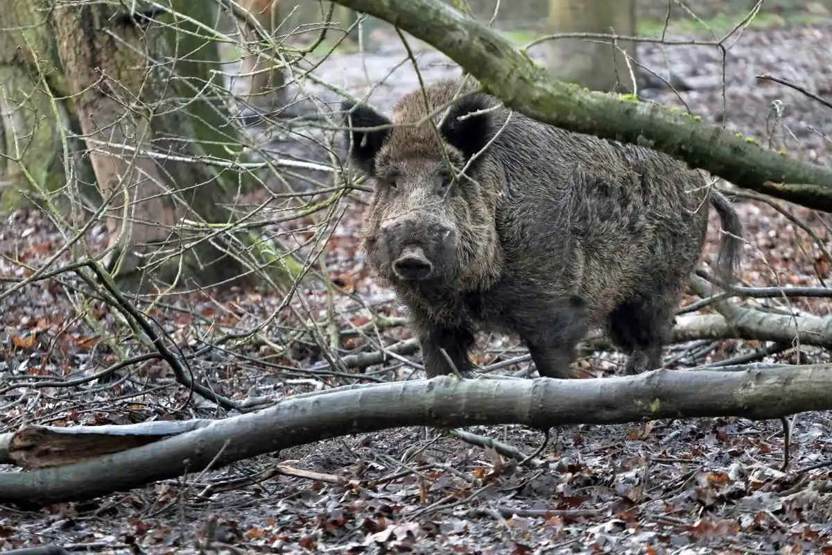 [Vidéo] Une promeneuse et ses 2 chiens chargées par un sanglier