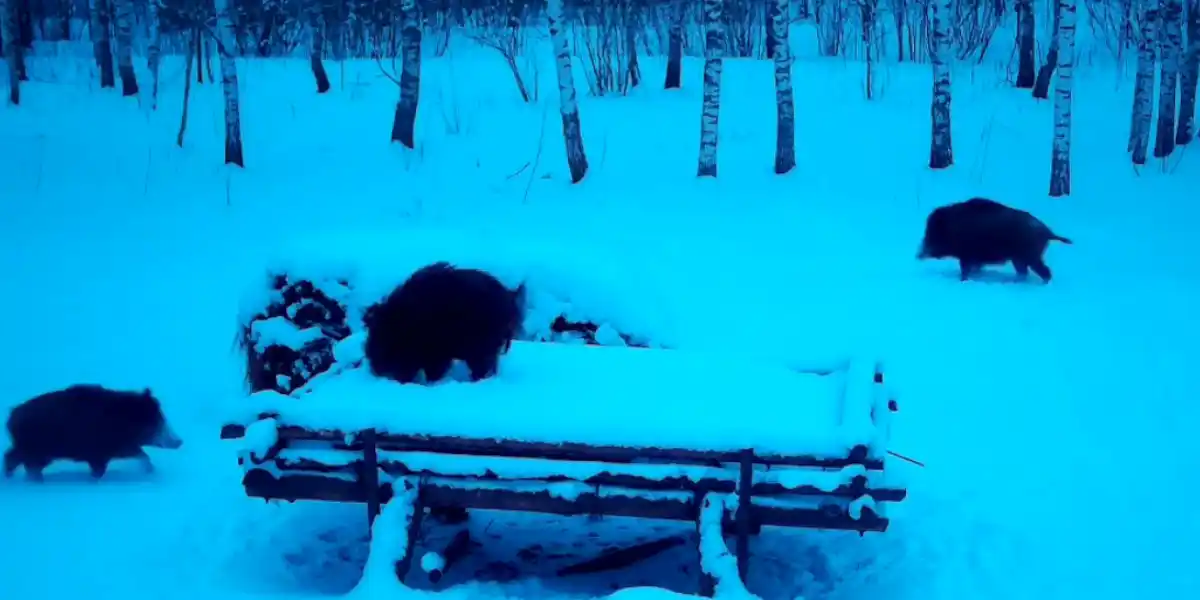 [Vidéo] Des sangliers fouillent la neige jusque sur une table d’extérieur