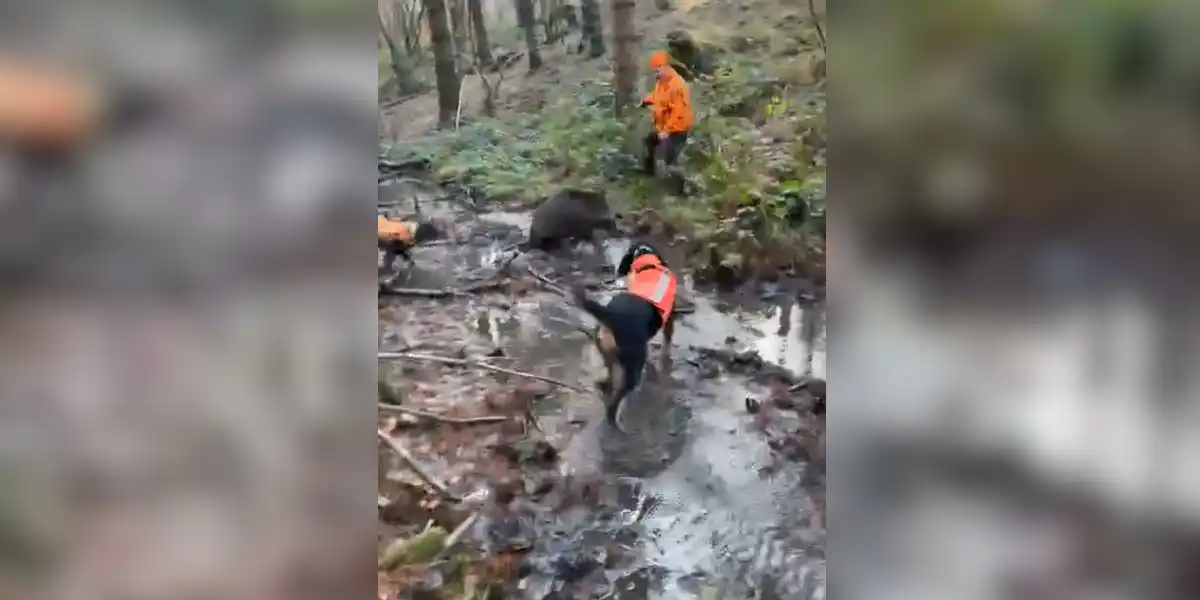 traqueur chargé par un sanglier dans l'eau