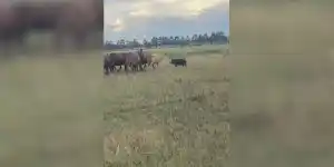 [Vidéo] Un sanglier se fait charger par des bovins qui ne veulent pas de lui dans leur champ