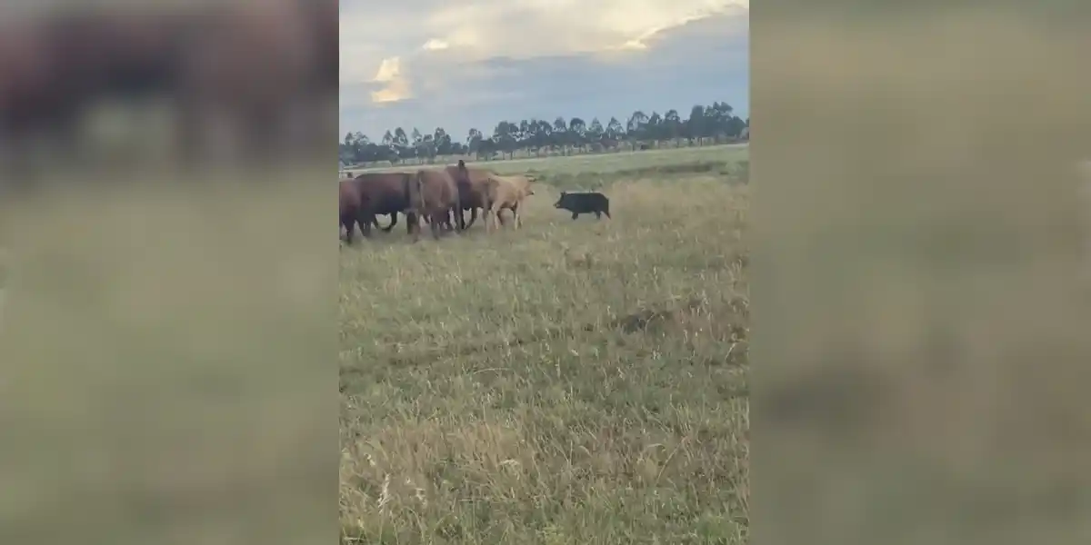 [Vidéo] Un sanglier se fait charger par des bovins qui ne veulent pas de lui dans leur champ