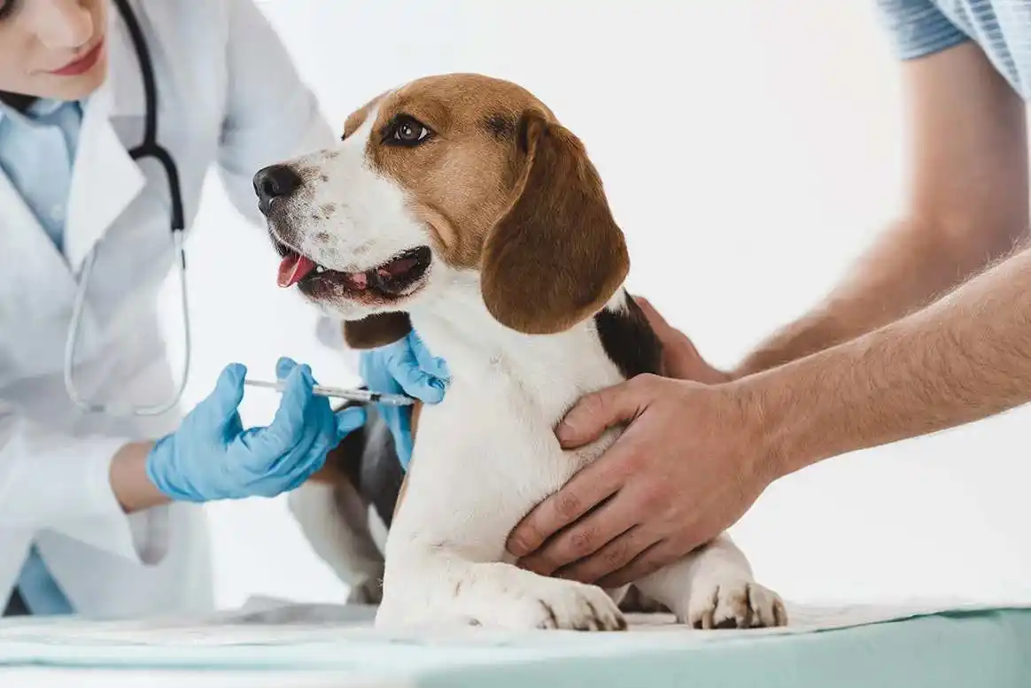 Plus de 600 chiens vont être vaccinés contre la maladie d’Aujeszky en Ariège