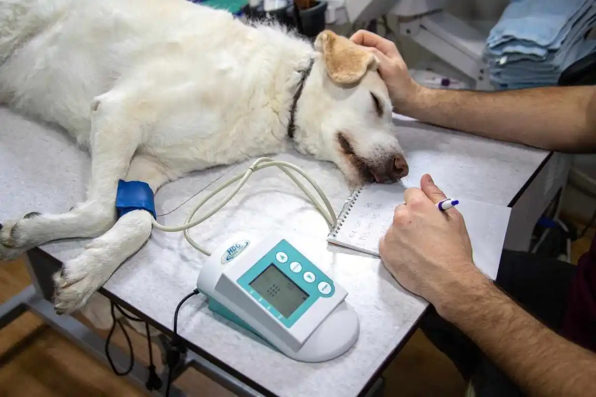 Une clinique vétérinaire de Dordogne lance l’alerte après la mort de 6 chiens de chasse