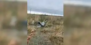 arret d'un setter sur bécassine