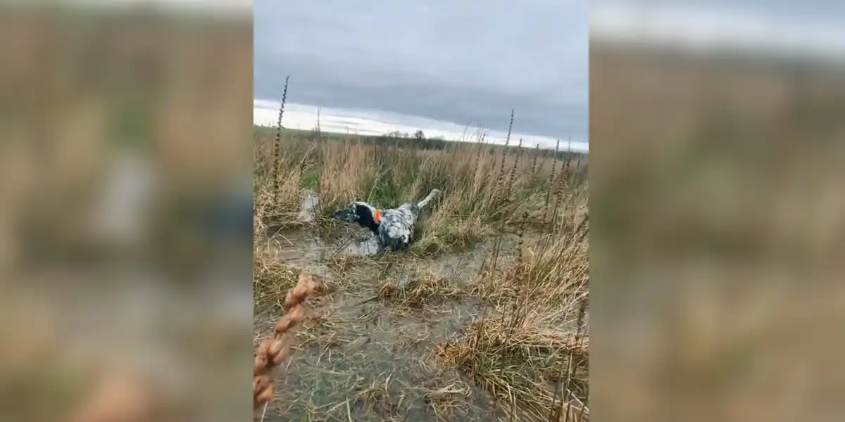 [Vidéo] Un arrêt net dans le marais sur une bécassine