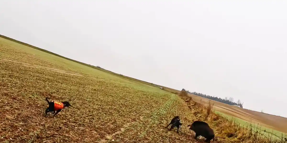 [Vidéo] Charge d’un sanglier lors d’une action de chasse particulièrement tendue